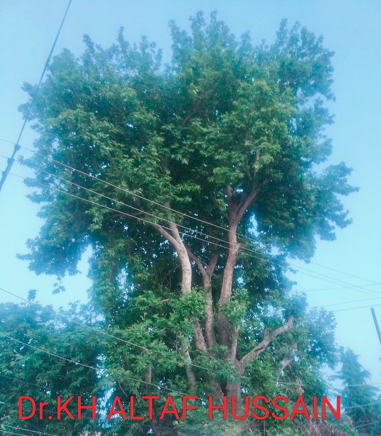 The broad canopy of a centuries-old chinar tree